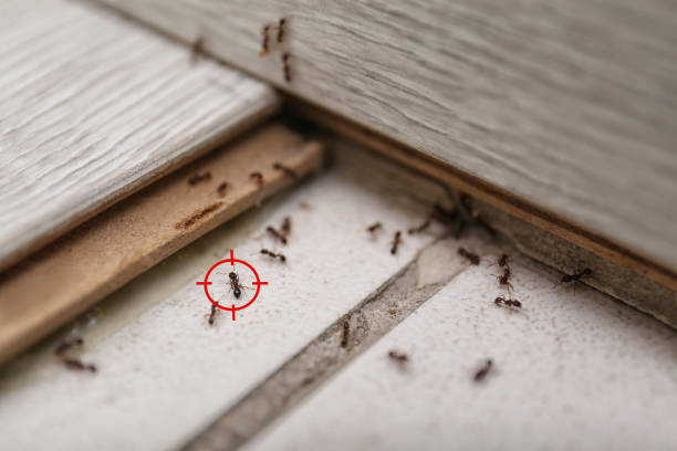 Best Best Pest Control Companies  in Renovo, PA