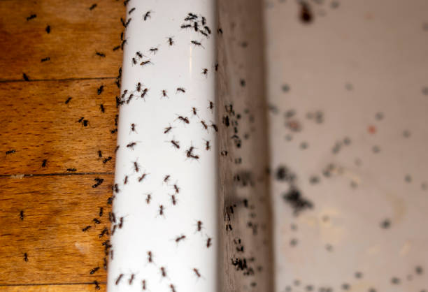 Best Pest Control Near Me in Renovo, PA